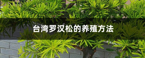 台湾罗汉松的养殖方法