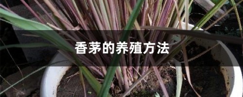 香茅的养殖方法