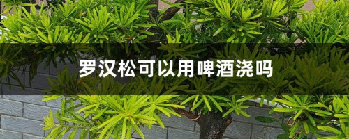 罗汉松可以用啤酒浇吗